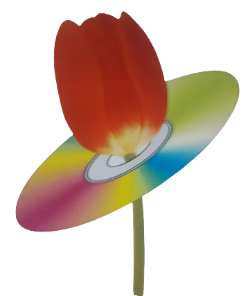 Tulip Infoway Ltd