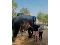 elephant-sanctuary-elephant-ride-elephant-safari-jaipur-small-0