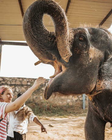 experience-the-best-elephant-rides-in-jaipur-big-0